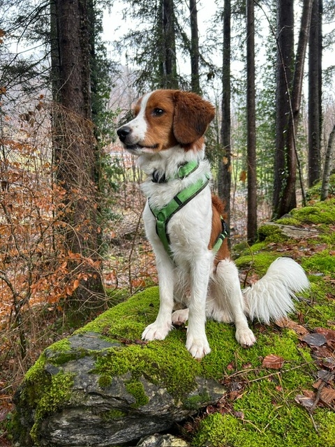kooiker vom Wachtelhaus