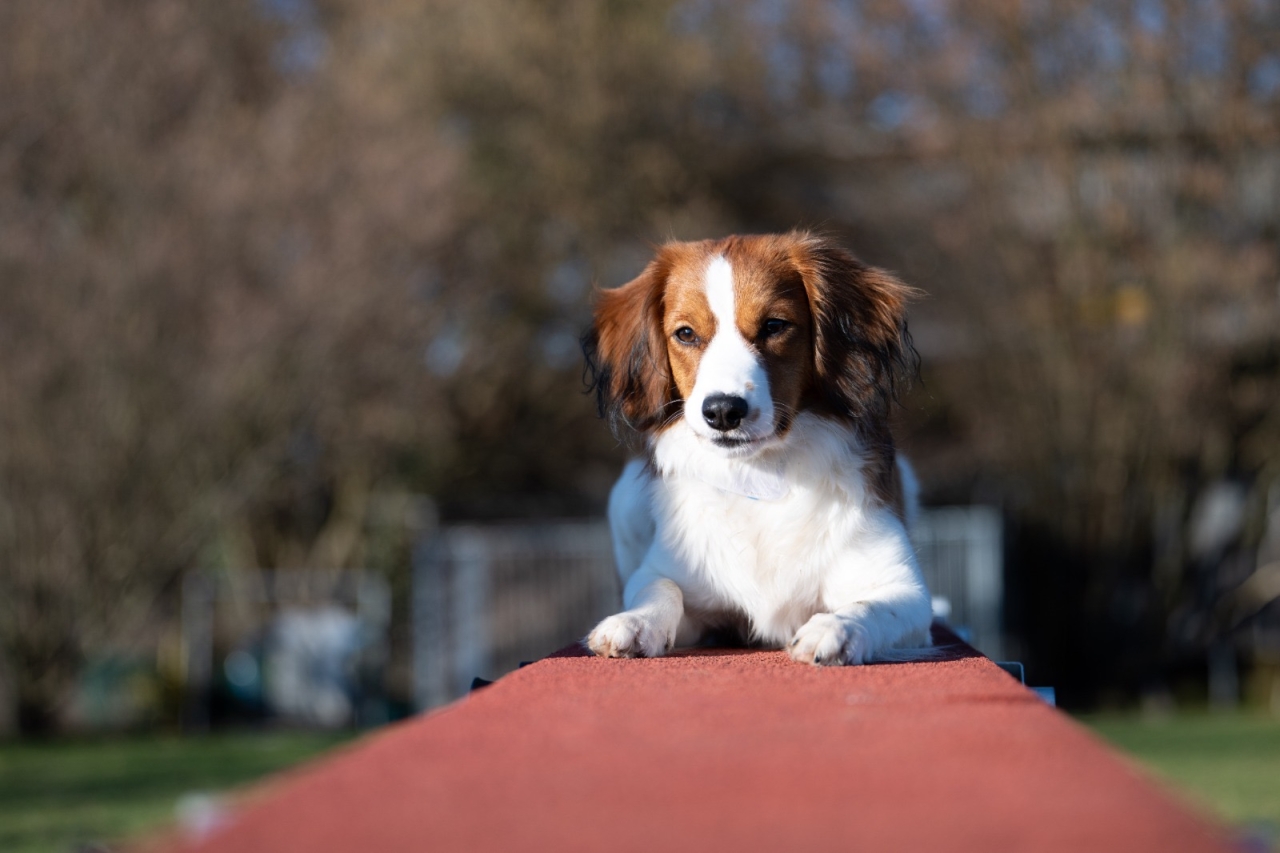 kooiker vom Wachtelhaus