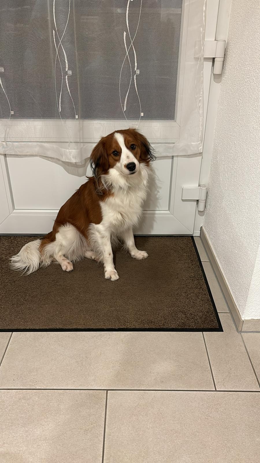 kooiker vom Wachtelhaus