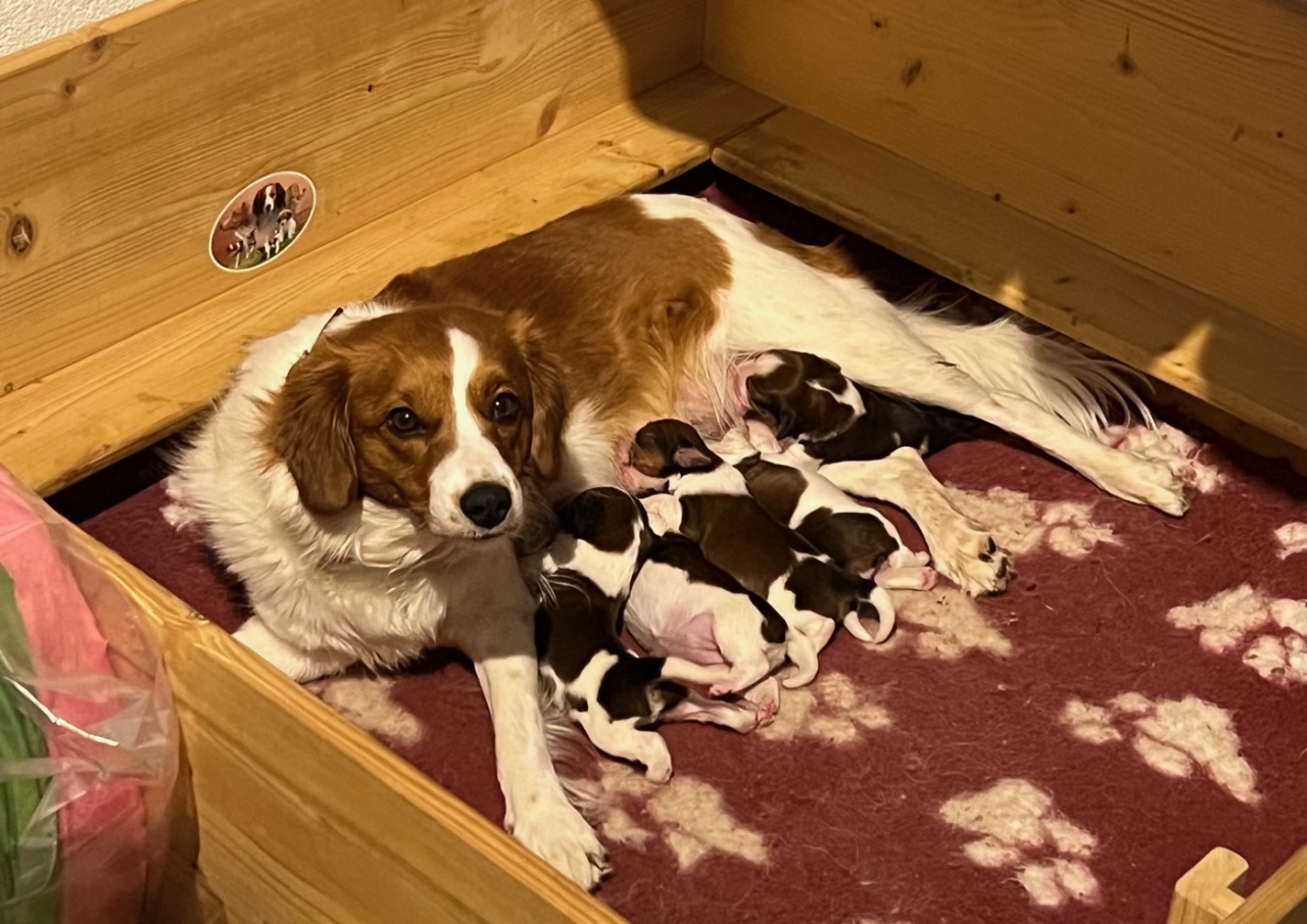 kooiker vom Wachtelhaus